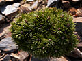 Pinus mugo Kaliste IMG_5072 (VALENTA) Sosna kosodrzewina